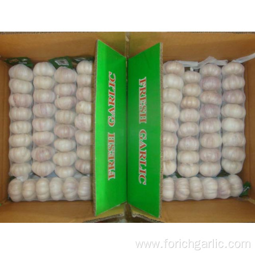 Normal White Garlic packed in 8pcs bag